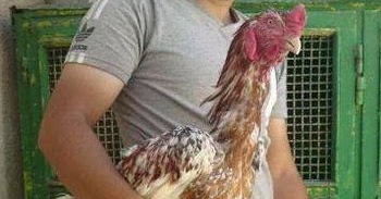 Ayam Petarung Aceh: Cara membuat jamu/obat kuat ayam aduan Ibadilkirom's Blog | Berbagi dalam kebaikan