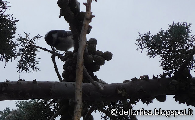 Cincia mora fare birdwatching all azienda agricola dell ortica a Savigno Valsamoggia Bologna vicino a Zocca