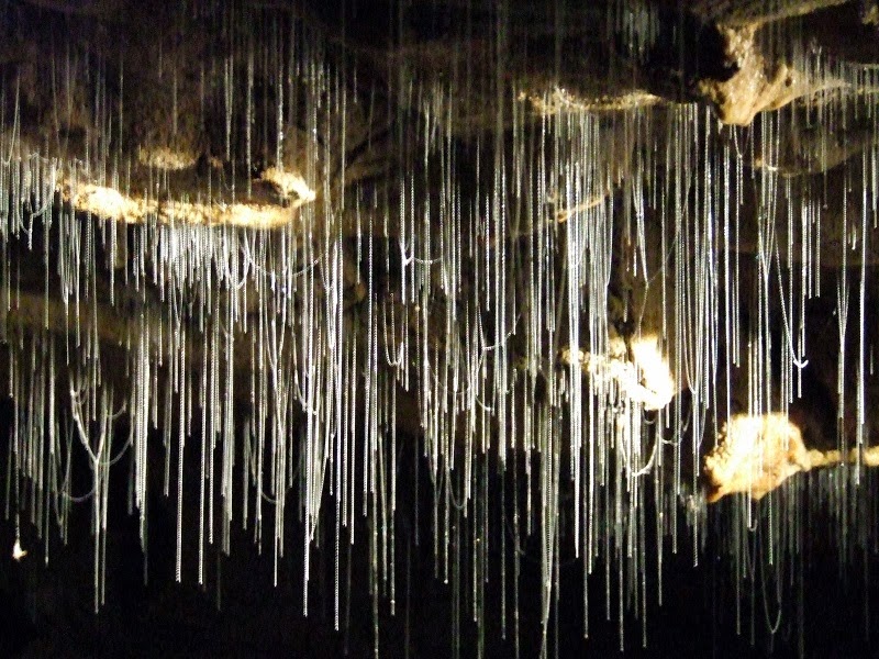 Visit The Unique Waitomo Caves in New Zealand Visit The Unique Waitomo Caves in New Zealand