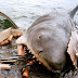 Tiburón desgarra brazo a pescador en Las Terrenas