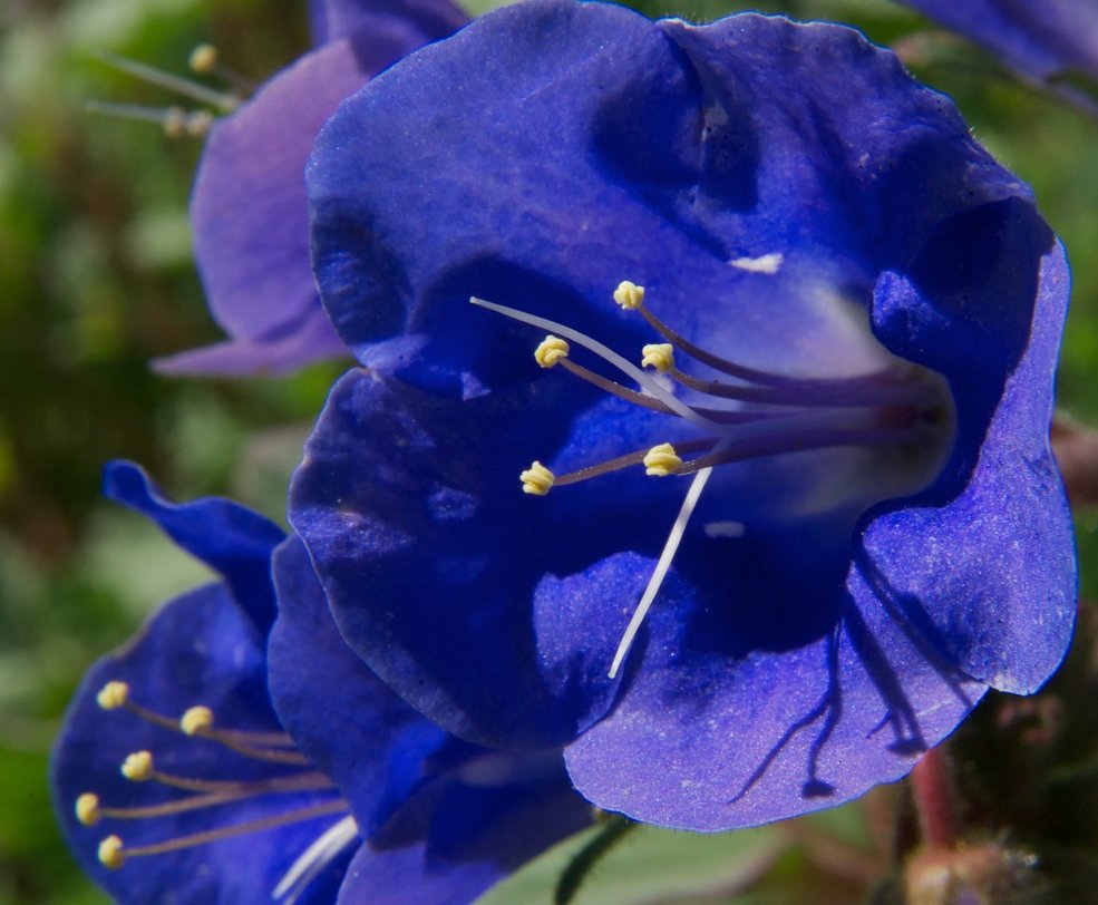 Flower Homes Desert Flowers