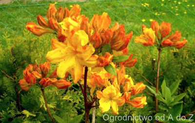 Ogrodowo Eu O Krzewuszce Weigela Slow Kilka