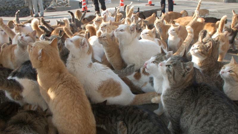 Image result for  Cat Island