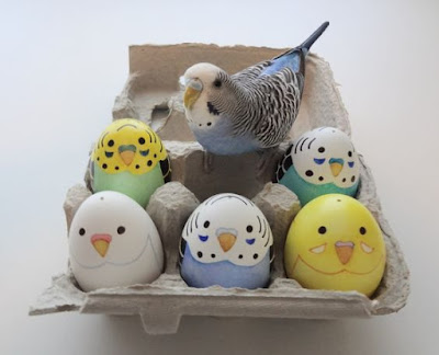 Budgie Care tips