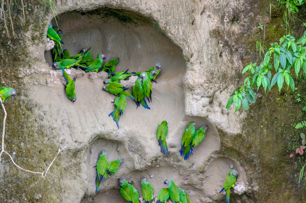 Clay Licks of Amazon Rainforest