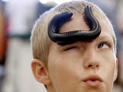 millipedes eat millipede centipedes pets human centipede bite round legs shit slow giant decaying vegetation arthropod pet sequence bugs african
