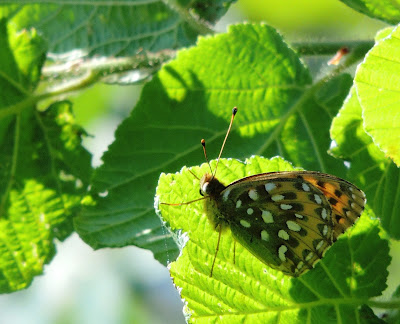 Argynnis aglaja Reverso alar de Argynnis aglaja
