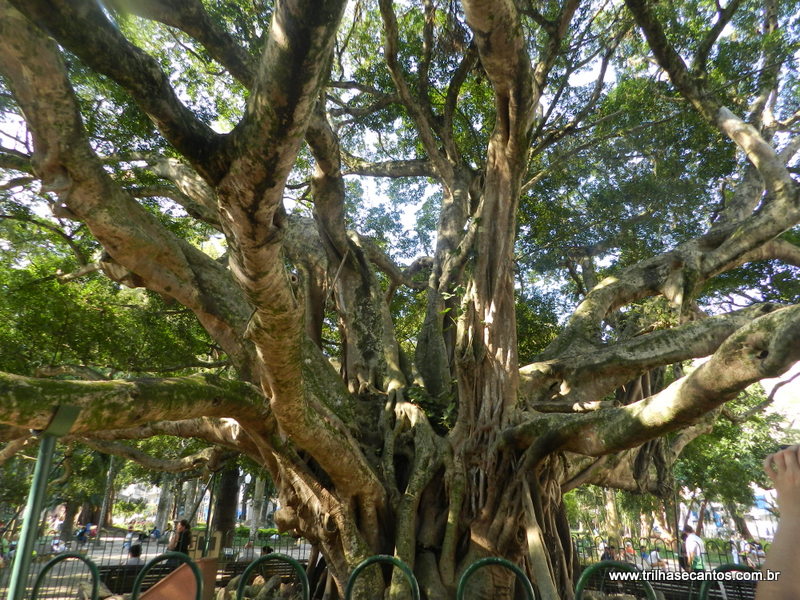 Figueira centenária Florianopólis