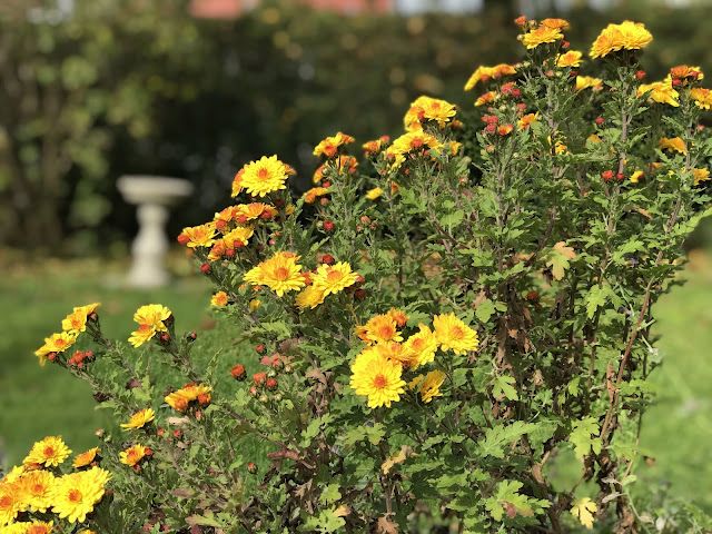 Herbstchrysantheme Bienchen Herbstchrysantheme Bienchen