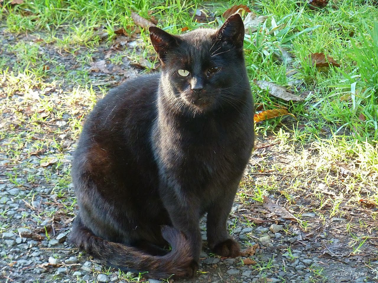 The Feral Life #Compassion Cats: One-Eyed Black