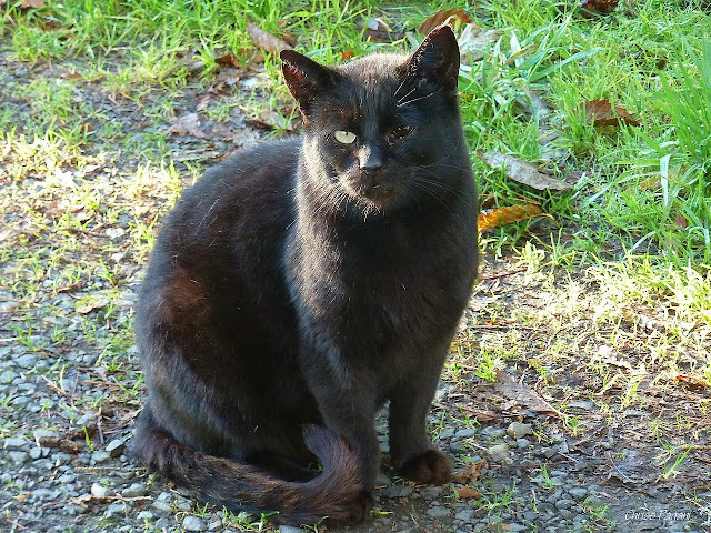 The Feral Life #Compassion Cats OneEyed Black
