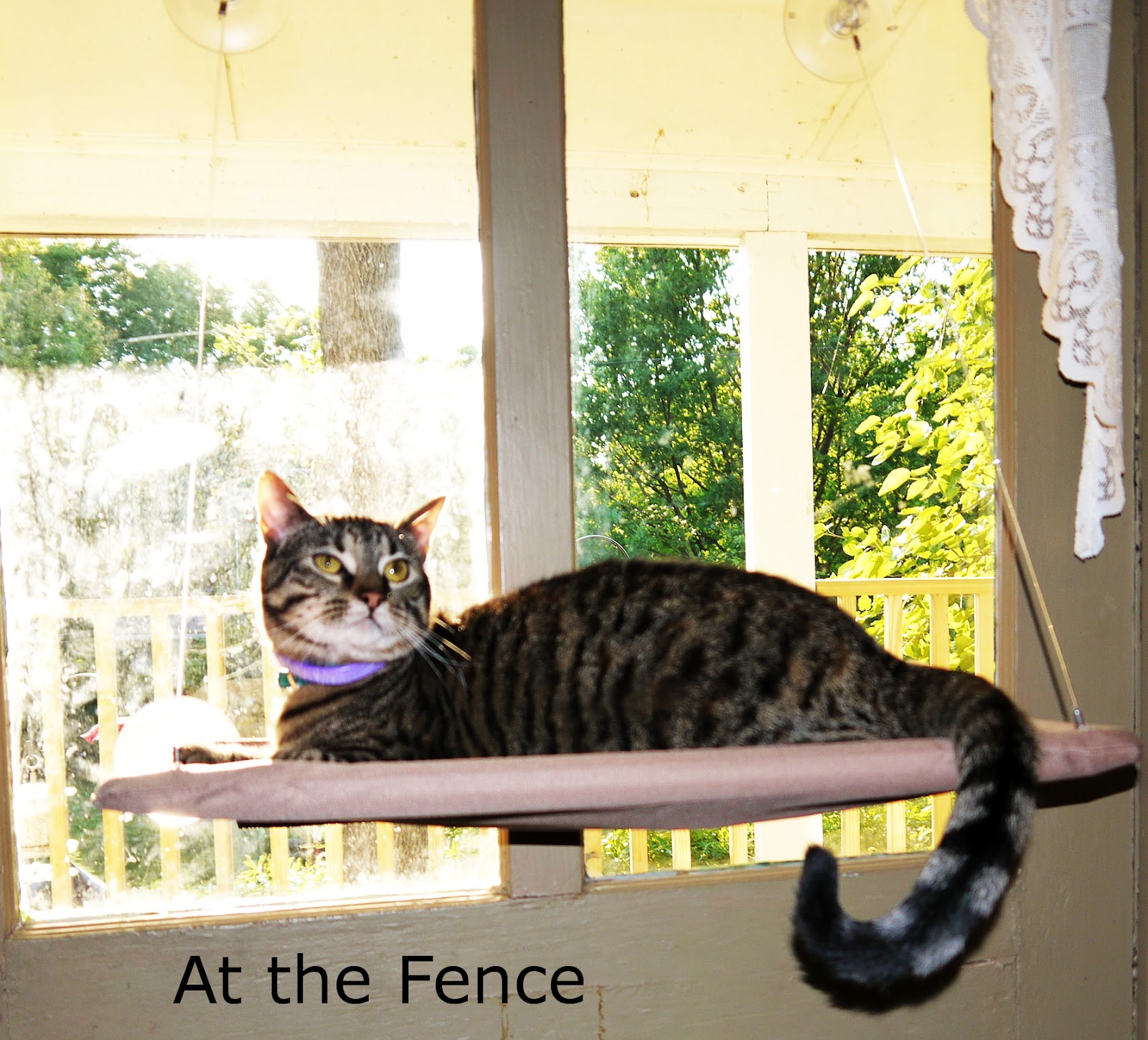 Sunny Seat Window Mounted Cat Bed