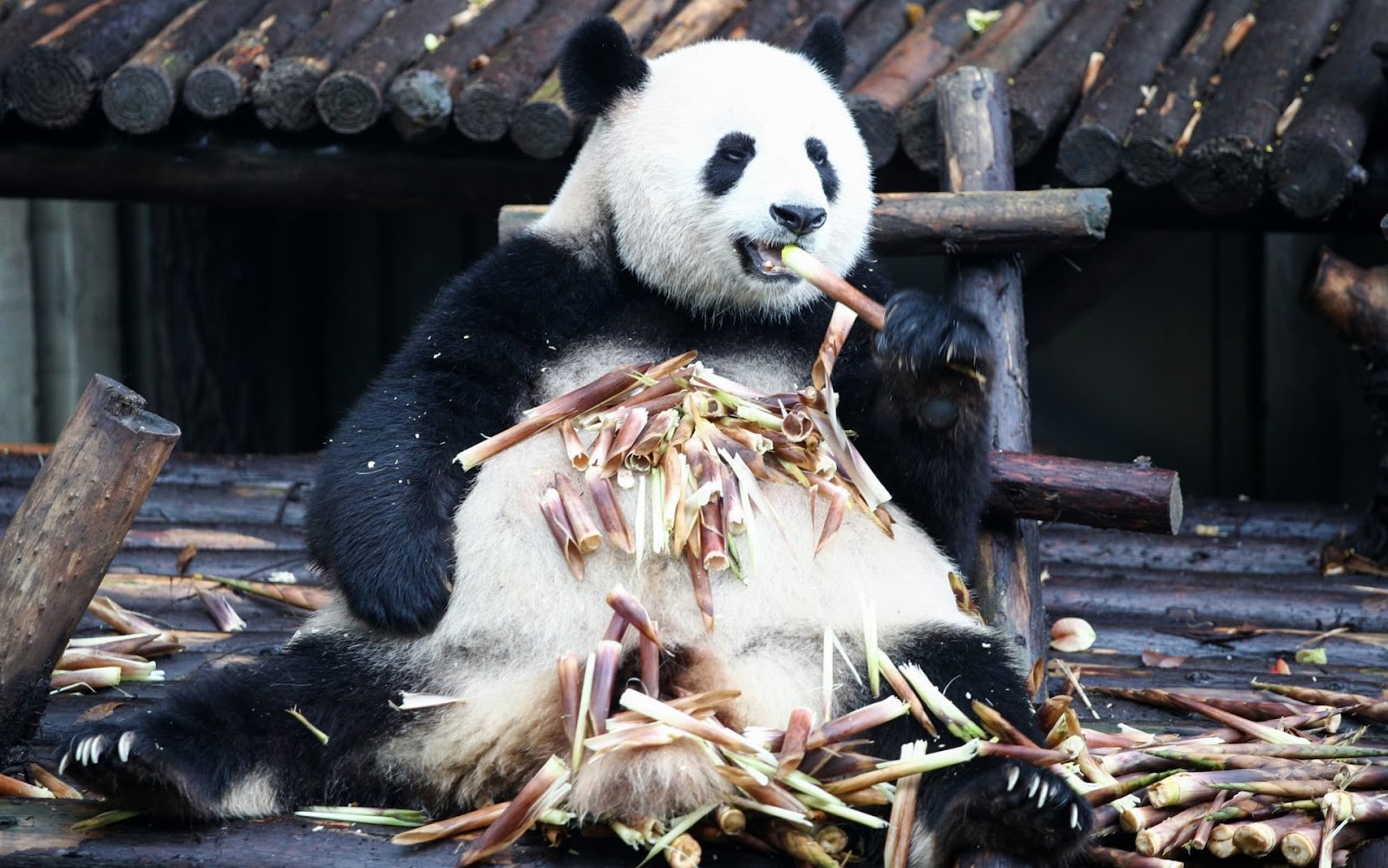 Панды едят мясо. Панда ест бамбук. Большая Панда ест бамбук. Большая Панда с бамбуком. Панда жует бамбук.