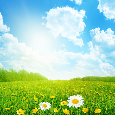 Flower field and blue sky with sun - Khoirulpage