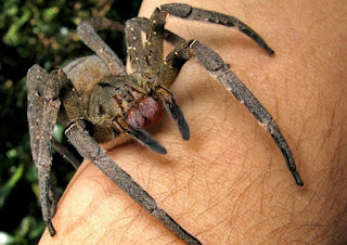 تعرف على أخطر حيوانات  الأمازون Brazilian-wandering-spider