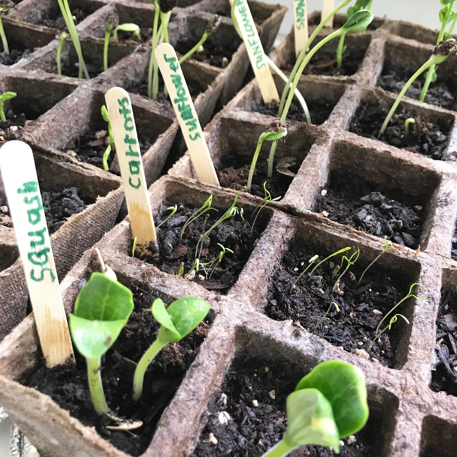 Little Farmstead: Starting Our Vegetable Garden... Indoors