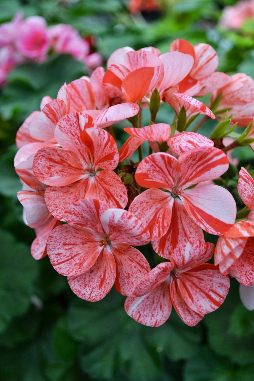 The Outlaw Gardener Vashon Island Part 3; Visiting Kathy's Corner Nursery