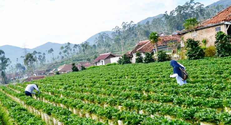 Tempat Wisata Kebun Strawberry Ciwidey di Bandung