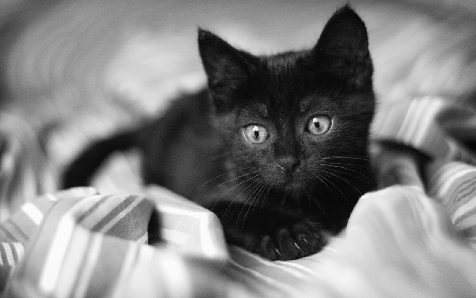  Cats  Types All  Black  Cat  Breed 