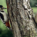 Como o pica-pau protege a cabeça durante as bicadas nos tronco das árvores?