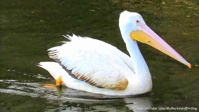 American White Pelican