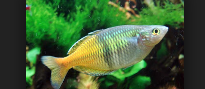 Ini Dia Cara Praktis Budidaya Ikan Rainbow Boesemani Serta Jenisnya