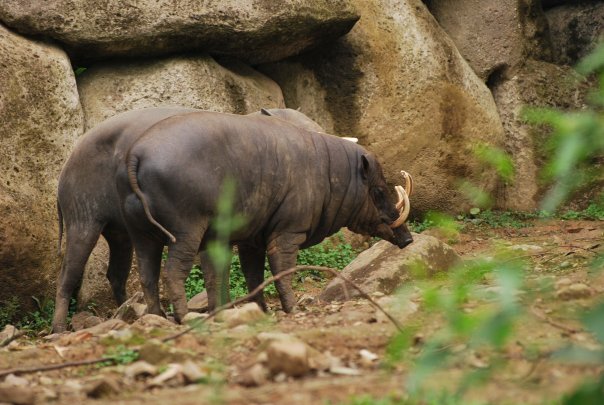 Babi Rusa di hutan Gorontalo