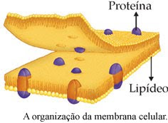 Organização da membrana celular