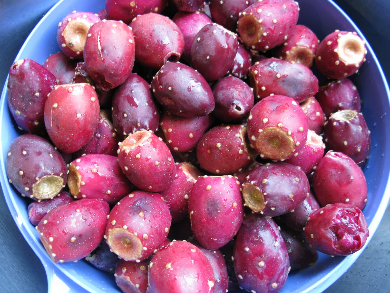 Wesley The Baker Prickly pear cactus sorbet