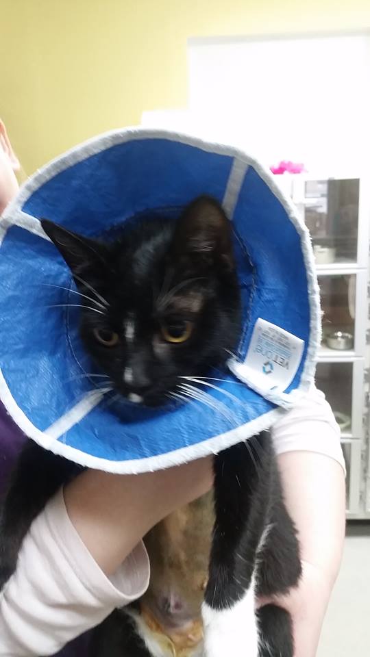 Ten Lives Club Cat Adoption Group TLC RESCUES MAMA CAT SHOT IN NECK!