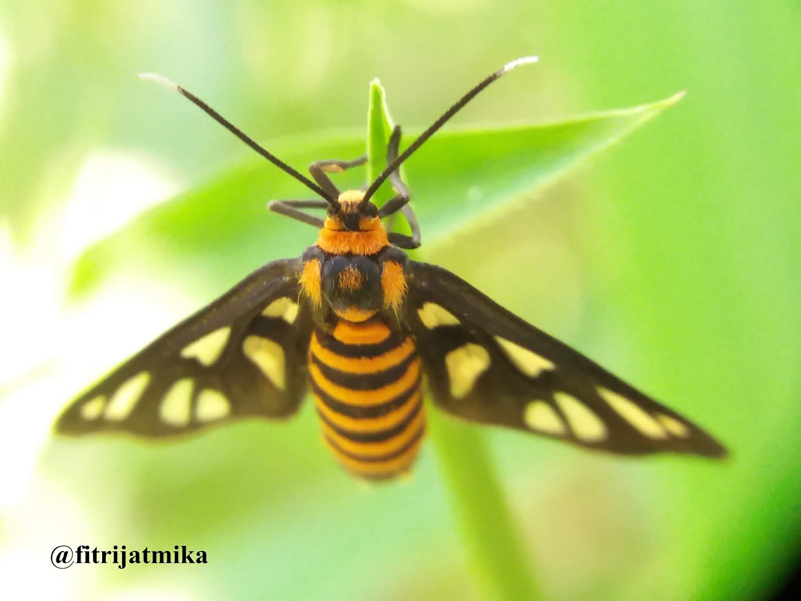 Amata huebneri (Tiger Moth)