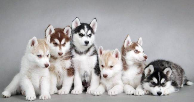 250 Nombres Para Perros Husky Macho O Hembra 2021
