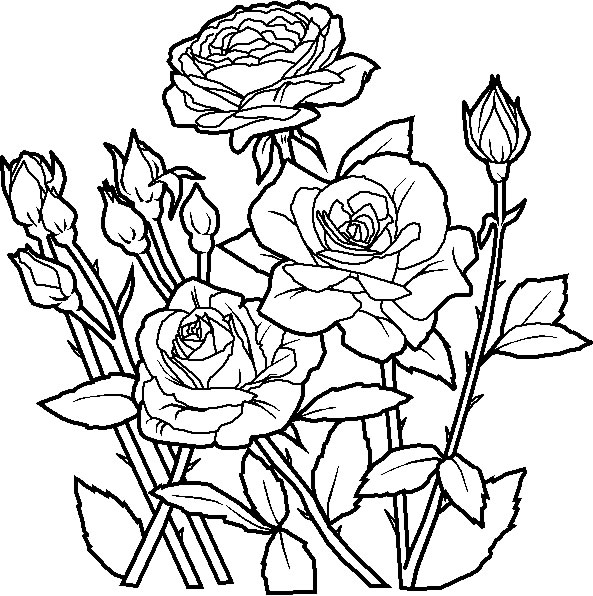 qhy5 ii coloring pages of a rose - photo #40