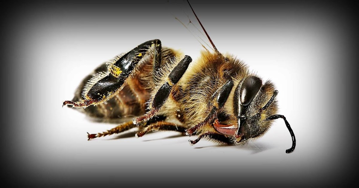 Bumblebee Has Officially Been Added To The Ever-Growing List Of Endangered Species