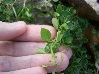 Here's how to make chickweed salve from this common herb growing in your yard!