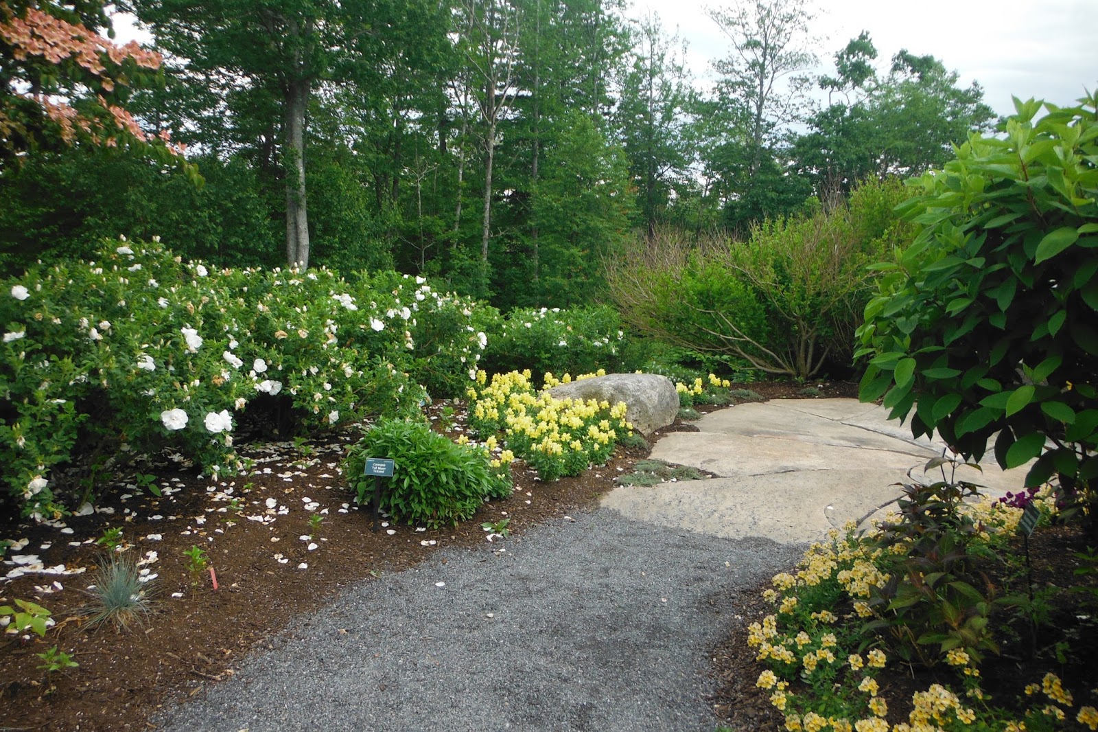 The Principal Undergardener A Gem of a Garden in Maine