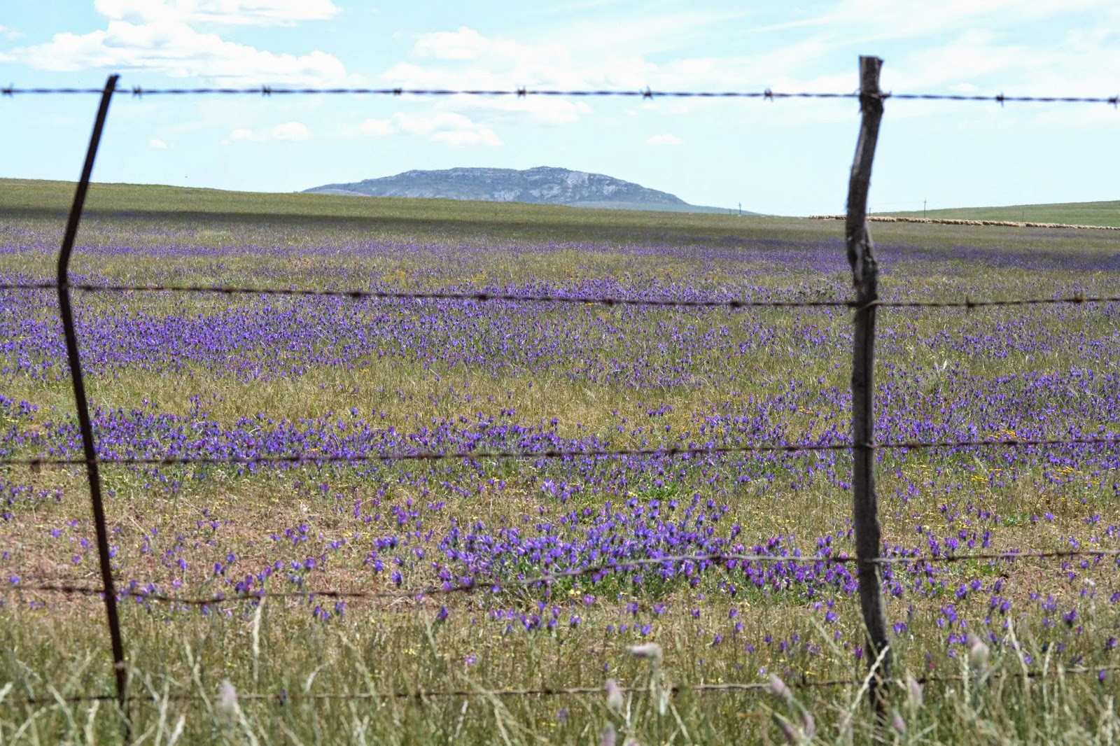 Purple flowers through a fence