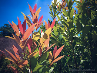 Beautiful Leaves Of Syzygium Oleana Plants On A Sunny Day In The Garden
