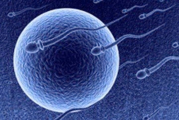 espermatozoides entrando al ovulo