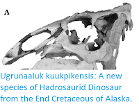 http://sciencythoughts.blogspot.co.uk/2015/10/ugrunaaluk-kuukpikensis-new-species-of.html