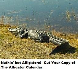 The Alligator Calendar