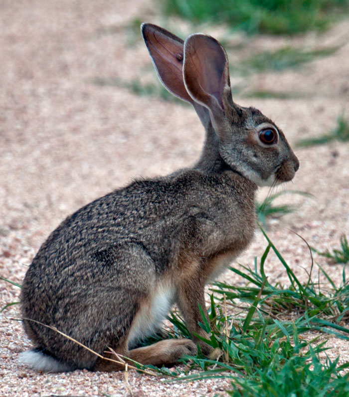 Epic's Interactive Blog Rarely seen creatures of Africa The Scrub hare