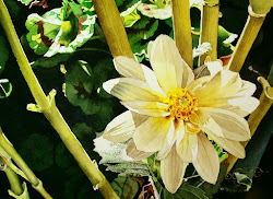 watercolor dahlia bamboo watercolour jacqueline gnott flowers realism contemporary paintworks daily