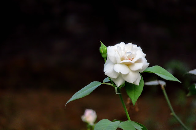 White rose at the Narahari Baba Ashram Garden Amadpur Burdwan Chaudhuribari Heritage Homestay at Amadpur near Memari Burdwan in West Bengal