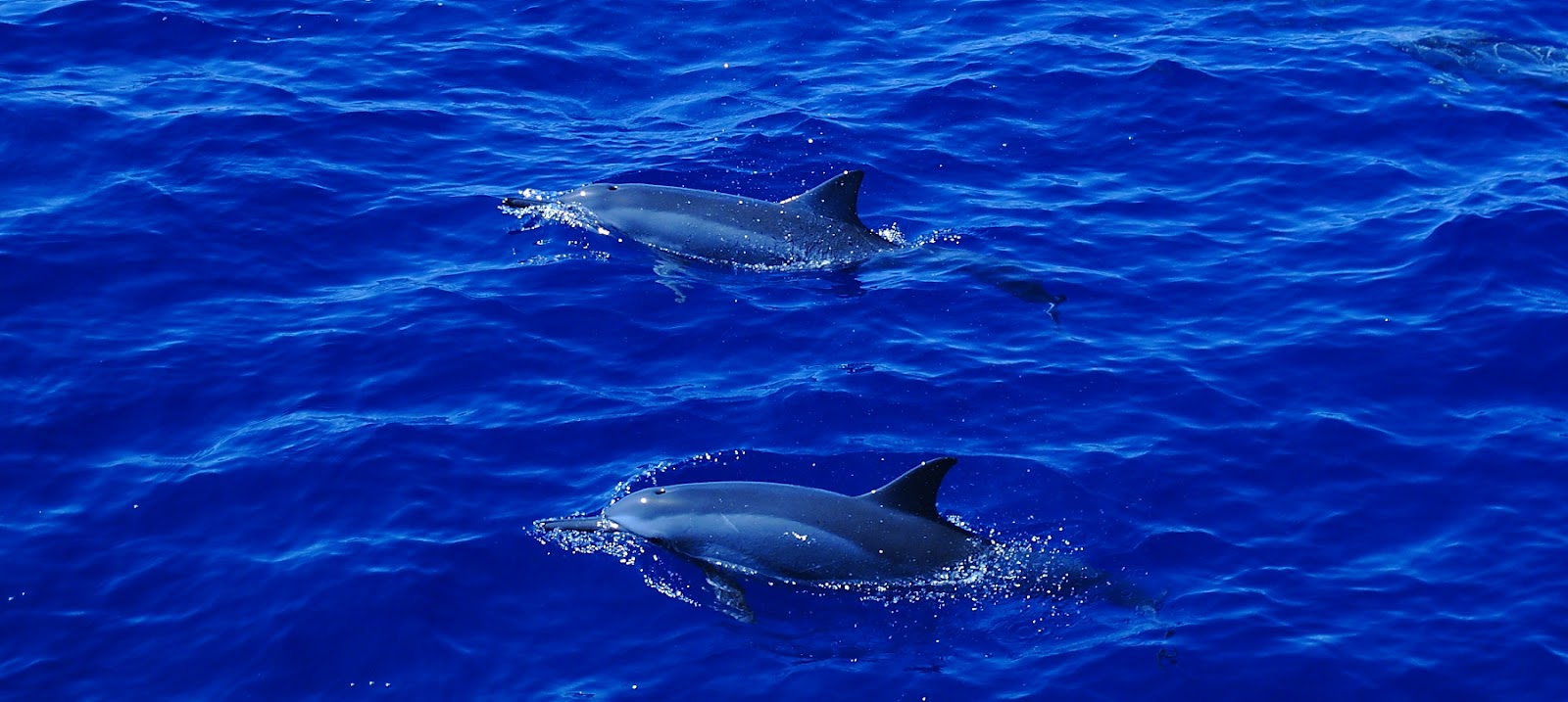 Capturing the Moment Wild Dolphin Search, Maui