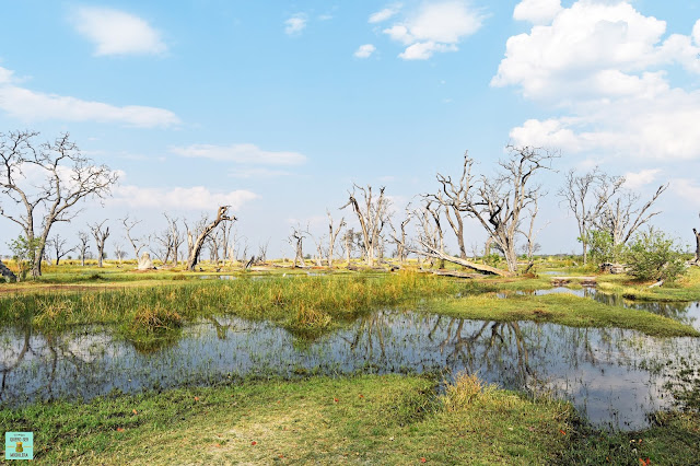Reserva de Moremi de Botswana