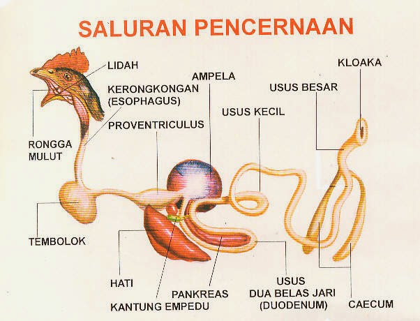 Download Sistem Pencernaan Sapi Adalah Pics