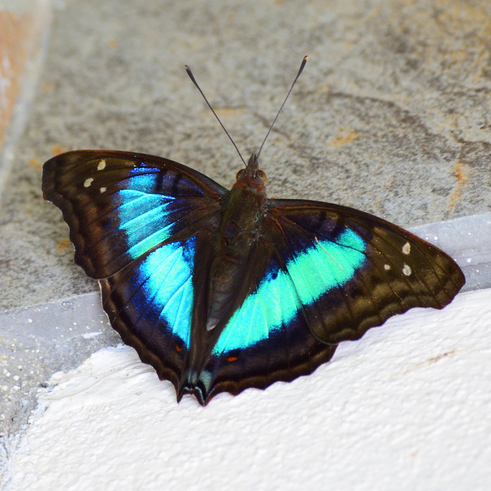 Life in Costa Rica Blue Butterfly