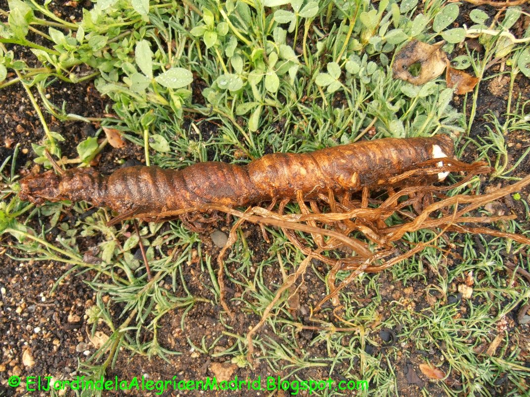 El jardín de la alegría : Cómo plantar rizomas de Lirio barbado (Iris ...
