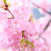 南伊豆に河津桜を見に行って来ました！